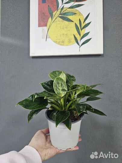 Филодендрон