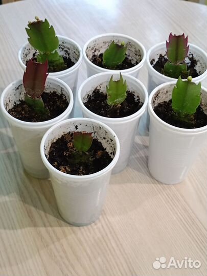 Декабрист шлюмбергера сортовые