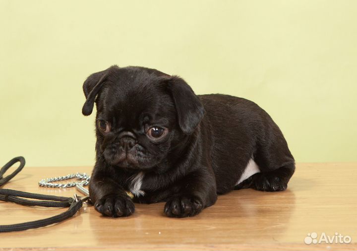 Щенок мопса (девочка)