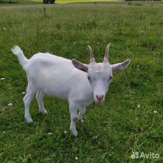 Зааненская коза