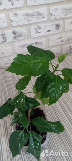 Растения комнатные