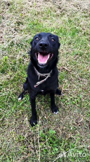 Охрана и преданный друг собака улыбака