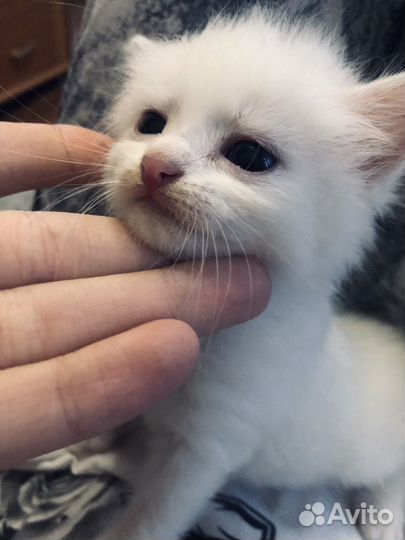Котенок