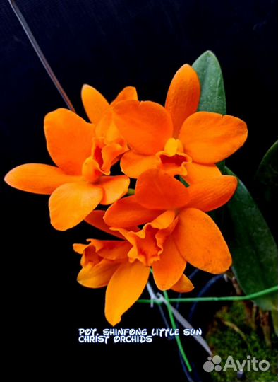 Орхидеи сортовые