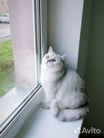 Котёнок серебро шиншиллы