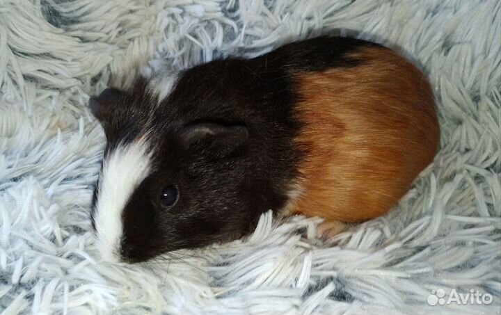 Морские свинки. Корм, стружка