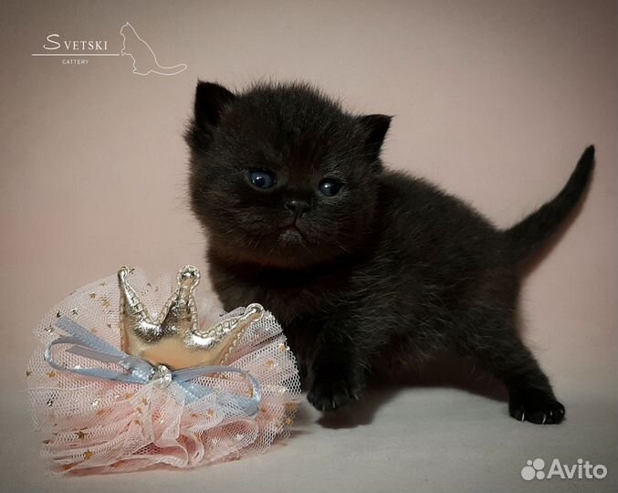 Британские котята черные