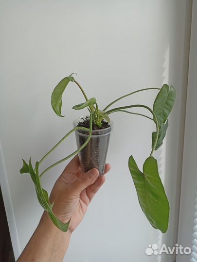 Филодендрон Бурле Маркс