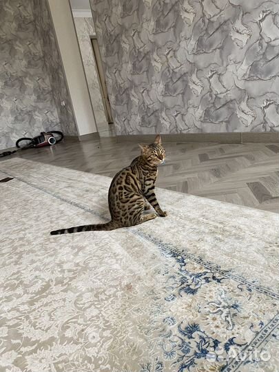 Продается кот бенгал(не кастрирован) 15 т