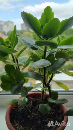 Каланхоэ цветущий