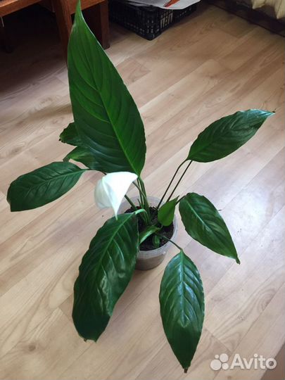 Спатифиллум