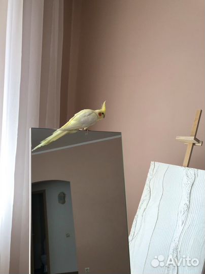 Попугай корелла самец с клеткой