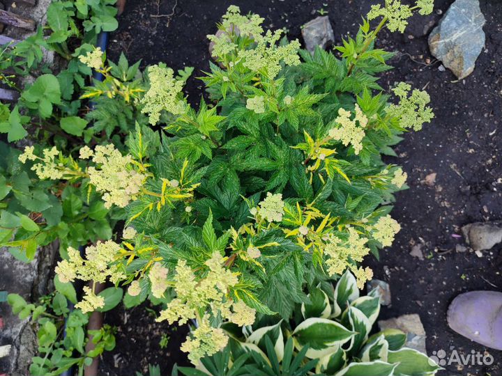 Многолетники для сада