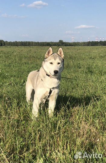 Щенок мальчик хаски Марк 8 мес
