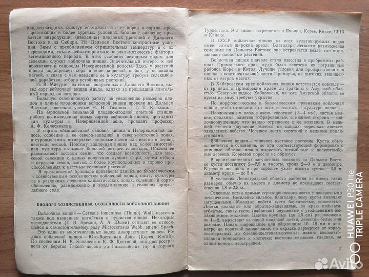 Войлочная вишня в вашем саду. Редкое издание