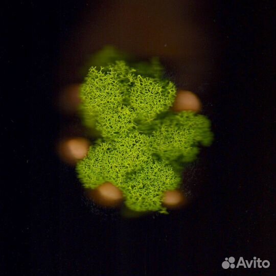 Стабилизированный мох для дизайна, 500г, цвет