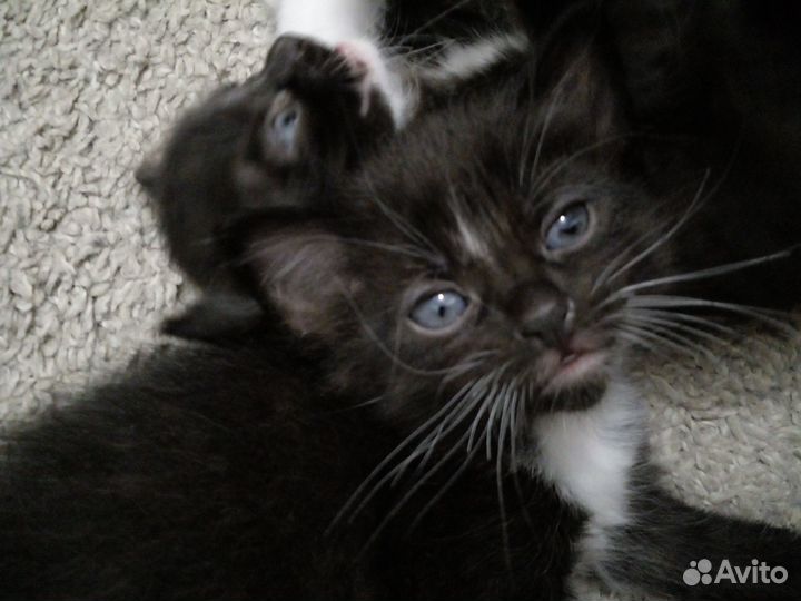 Котята в добрые руки бесплатно