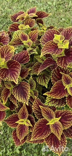 Колеусы вегетативные