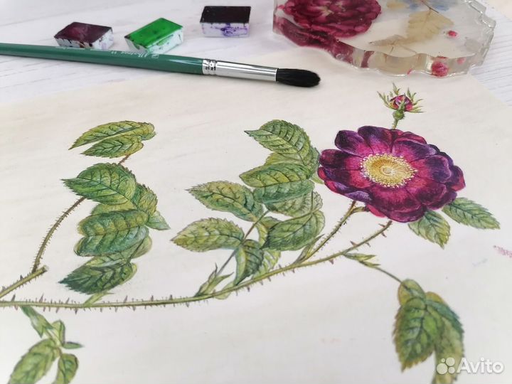 Акварель. Цветы. Ботаническая иллюстрация