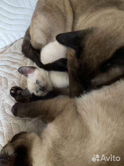 Сиамский котик