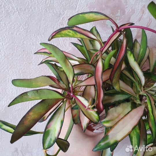 Хойя кентиана вариегатная, Hoya kentiana variegata