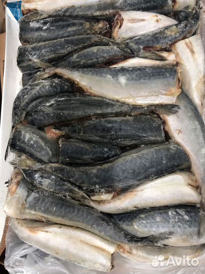 Скумбрия свежемороженая оптом