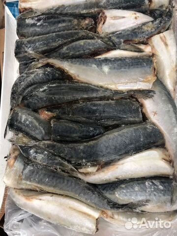Скумбрия свежемороженая оптом