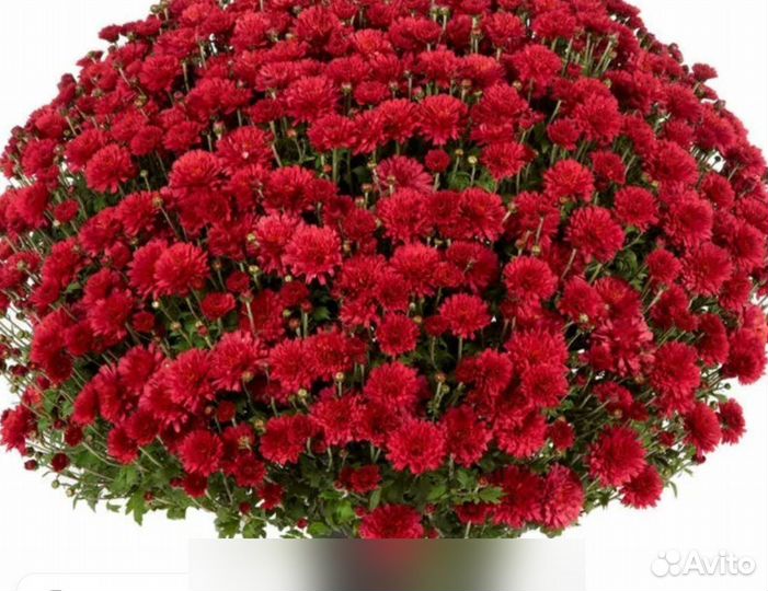 Хризантемы мультифлора