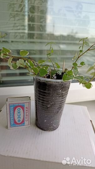 Фикус ампельный. Пумила вариегатный