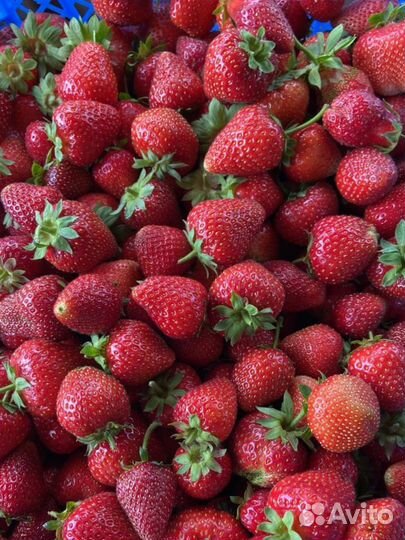 Ягода кабрилло азия черный принц