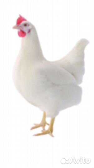 Куры молодки несушки