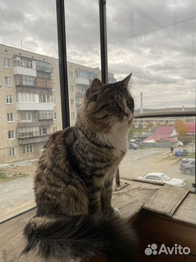 Отдам кота