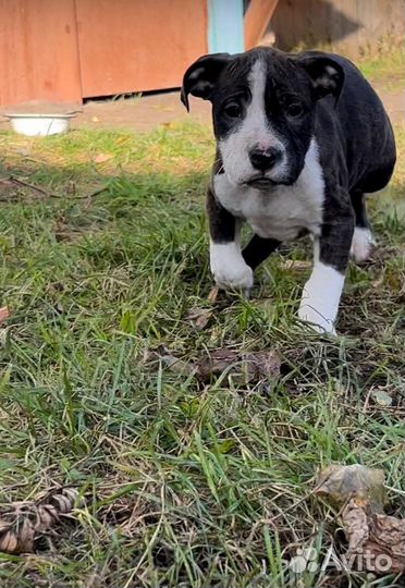 Стаффордширский терьер