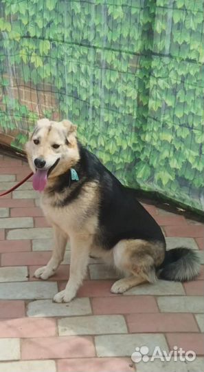 Собака/девочка. Боня