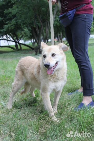 Спасите Ватрушку из приюта