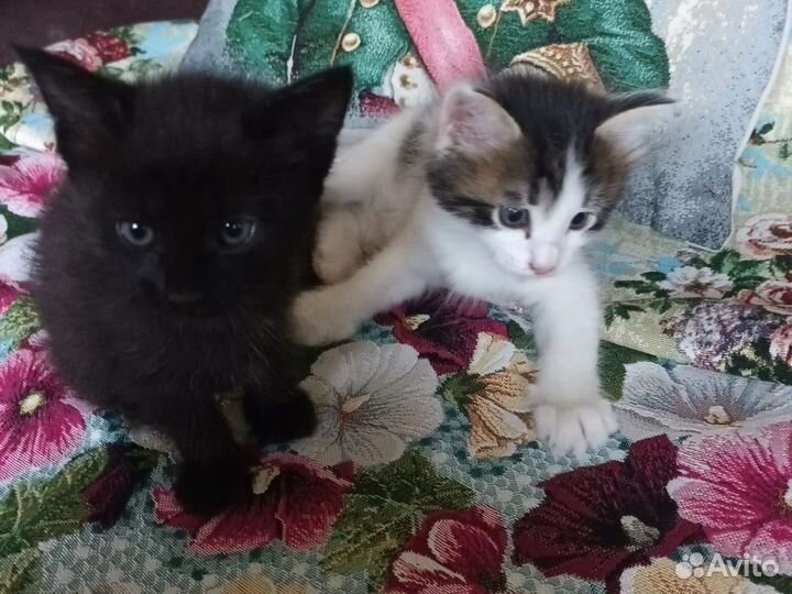 Котята в добрые руки 1.2 месяцев