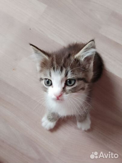 Кошка