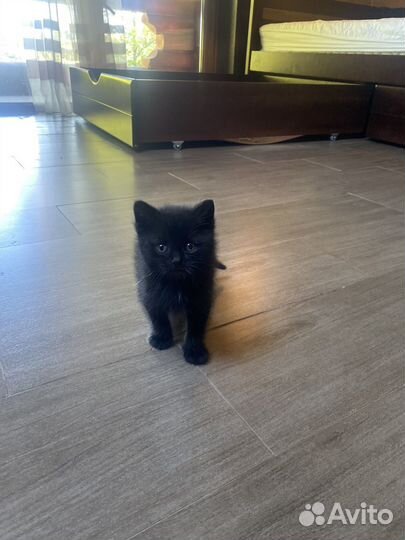 Котёнок пушистик