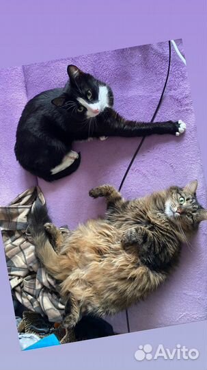 Зоопсихолог (эксперт по кошкам)