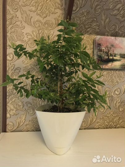 Мирт вариегатный