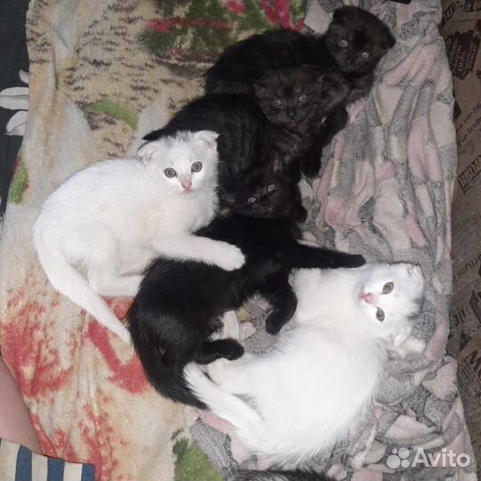Котята