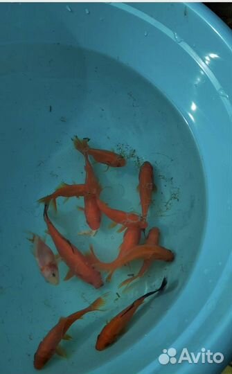 Золотые рыбки