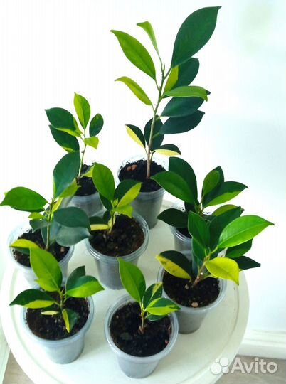 Фикус Sp Р01