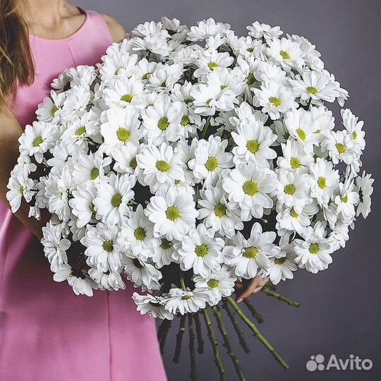 Хризантема кустовая