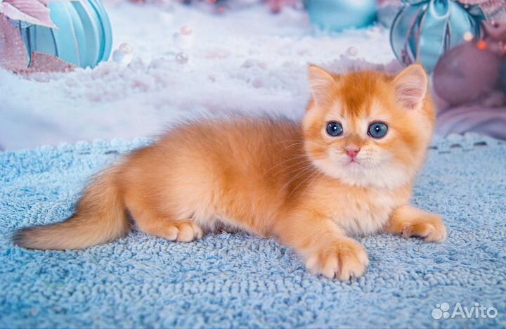 Британский золотой котик BRI ny12 (11 )