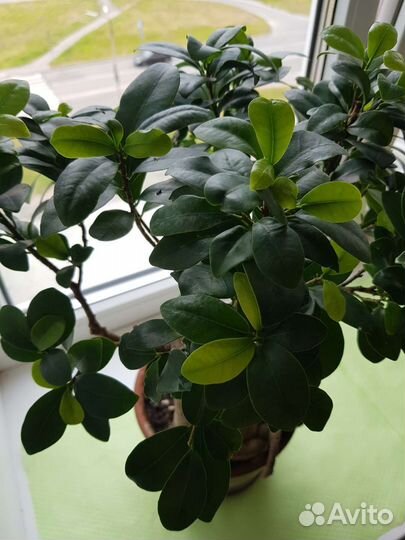Фикус микрокарпа