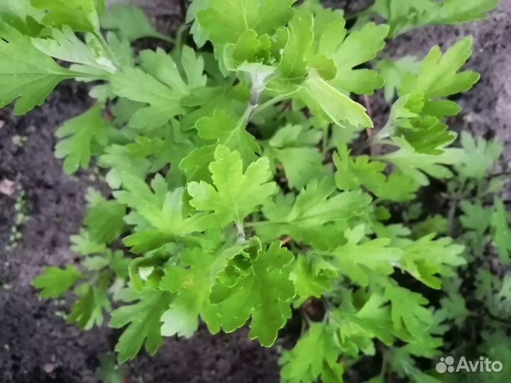 Цветы многолетние Хризантема