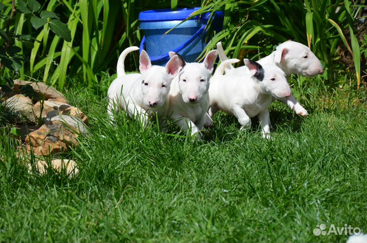 Щенки бультерьера стандартного