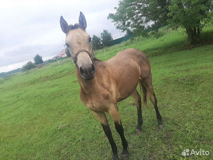 Лошадь Башкирская