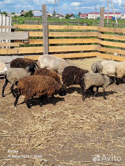 Овцы бараны